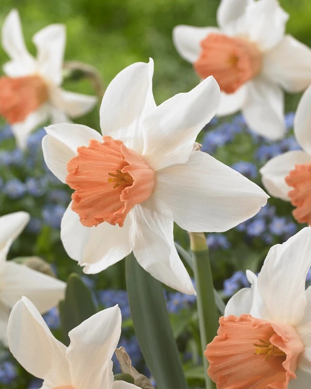 Нарцисс крупнокорончатый Эксент